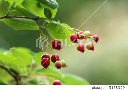 アメリカザイフリボク アメリカザイフリボク 5153399