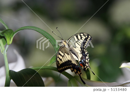 キアゲハ 5153480
