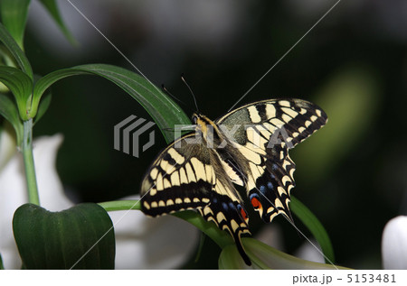 キアゲハ キアゲハ 5153481