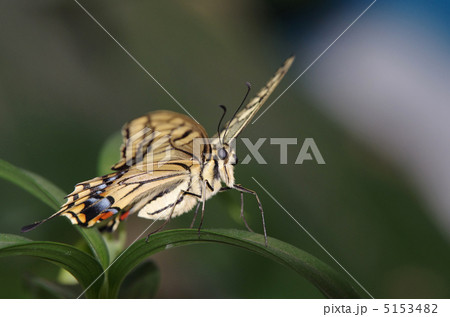 キアゲハ キアゲハ 5153482