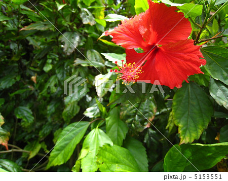 ハイビスカス 5153551