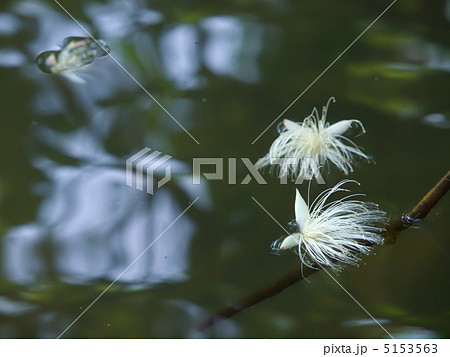 水面のサガリバナb 5153563