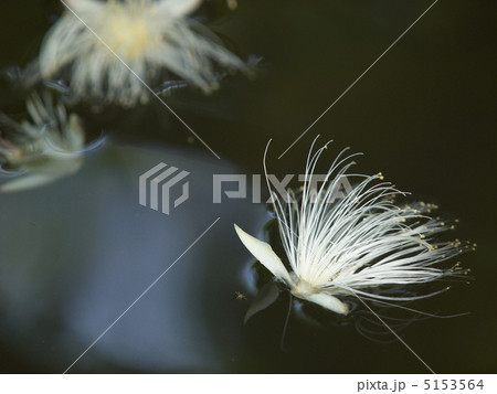 水面のサガリバナa 水面のサガリバナa 5153564