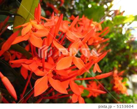 サンダンカ 5153604