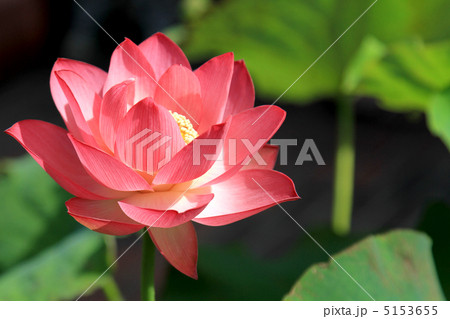 蓮 5153655