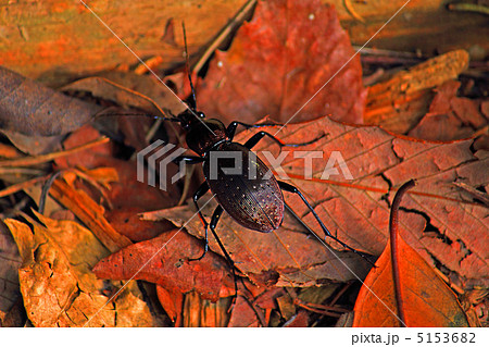 キマワリ キマワリ 5153682