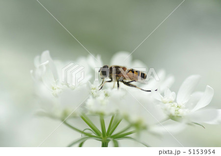 オルラヤにとまるハナアブ 5153954