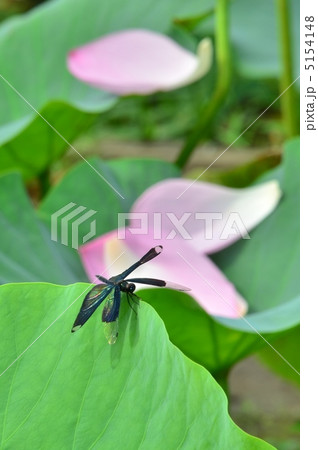 チョウトンボと蓮の葉 5154148