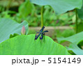 チョウトンボと蓮の葉 5154149