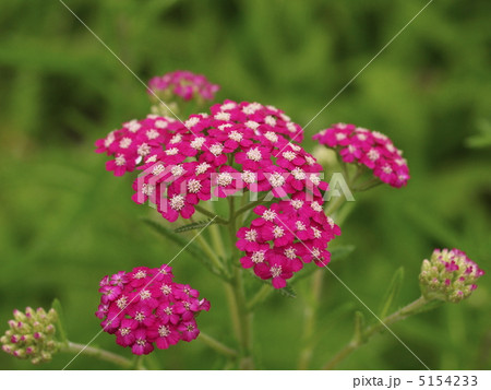 ノコギリソウモドキの花 5154233