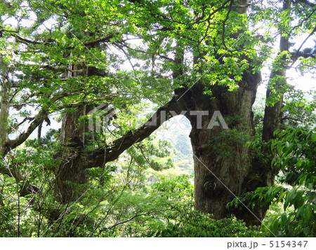 屋久島の夫婦杉 屋久島の夫婦杉 5154347