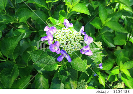 額紫陽花D 額紫陽花D 5154488