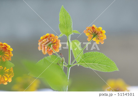 ランタナ 5154501