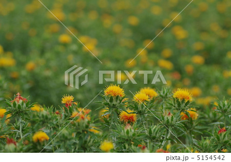 ベニバナ 5154542