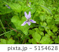 すみれ 5154628