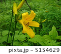 ゼンテイカ 5154629