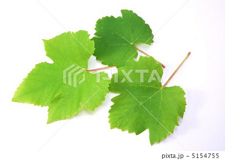 葡萄(デラウェア)の葉3葉左向き・横位置 葡萄(デラウェア)の葉3葉左向き・横位置 5154755