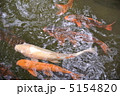 ニシキゴイ 5154820