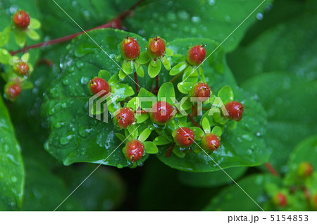 ヒペリカムの赤い実 コボウズオトギリ の写真素材
