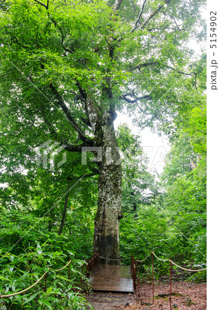 白神山地　マザーツリー 5154902