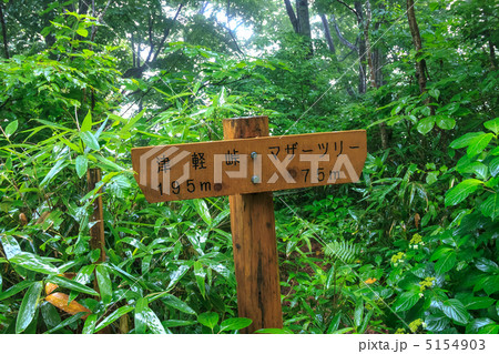 白神山地　マザーツリーまでの道標 5154903