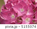 アジサイ 5155074