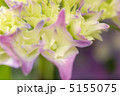 アジサイ 5155075