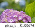 アジサイ 5155076