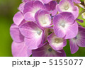 アジサイ 5155077