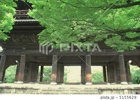 京都南禅寺 三門を彩る夏もみじ 京都南禅寺 三門を彩る夏もみじ 5155629
