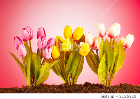 Colourful tulip flowers growing in the soil 5156519