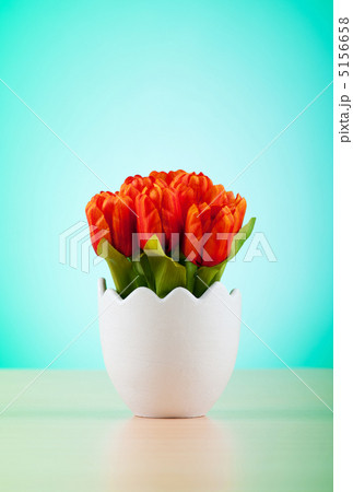 Colorful tulip flowers in the white pot Colorful tulip flowers in the white pot 5156658