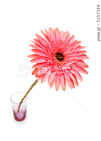 Gerber daisy isolated on the white background 5157354