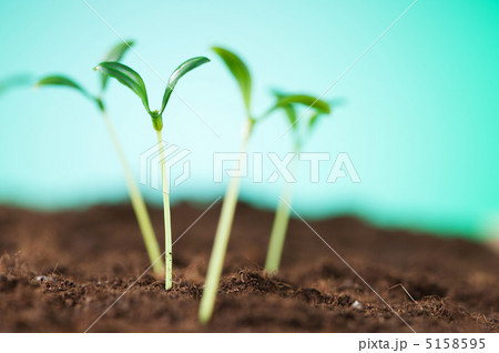 Green seedling illustrating concept of new life Green seedling illustrating concept of new life 5158595