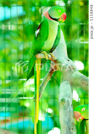 Colourful parrot bird sitting on the perch 5158848