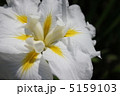 興津波 5159103
