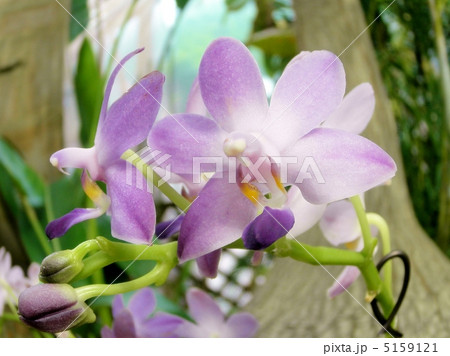 胡蝶蘭 レジェンド オブ ブルーバード 花言葉 純粋な愛情 Moth Orchidの写真素材