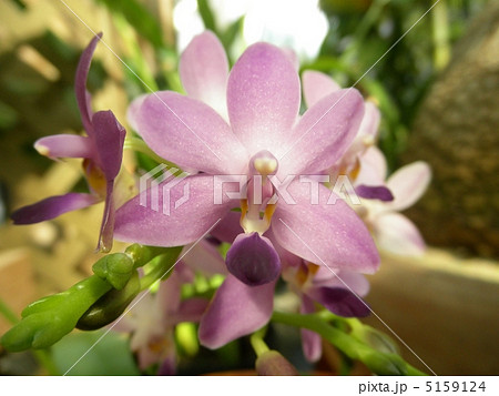 胡蝶蘭 レジェンド オブ ブルーバード 花言葉 純粋な愛情 Moth Orchidの写真素材