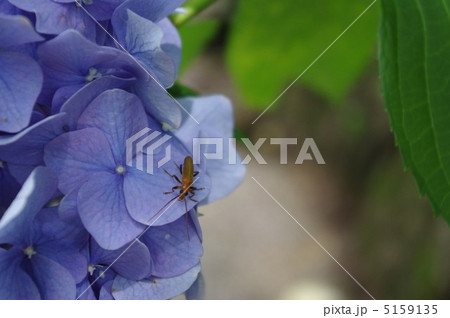 キイロカミキリモドキと紫陽花 5159135