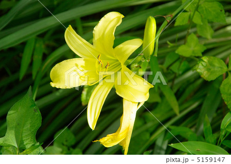 ユウスゲの花 5159147