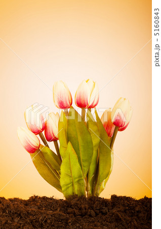 Colourful tulip flowers growing in the soil 5160843