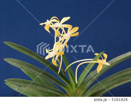 フツキラン　盆栽　品名　黄面香 5161826