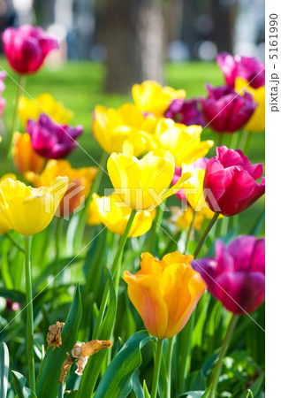 Many tulips in the park Many tulips in the park 5161990