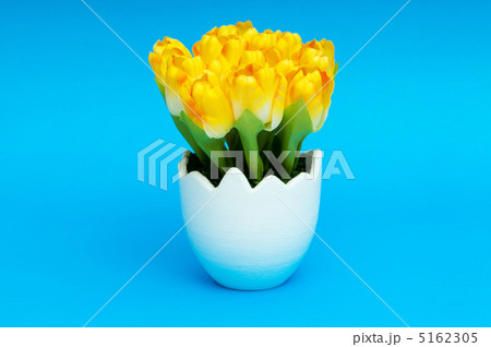 Colorful tulip flowers in the white pot 5162305