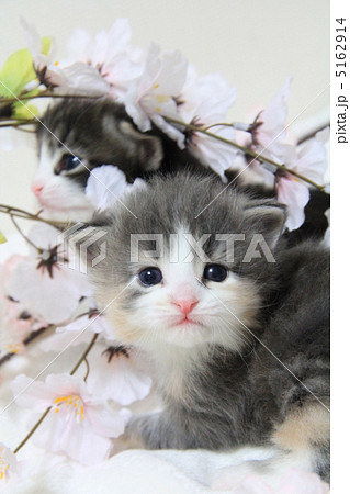 桜の中の子猫たち 5162914