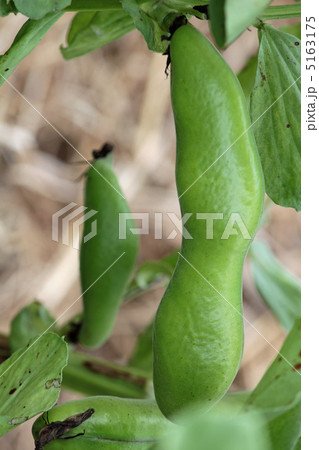 ソラマメ 5163175