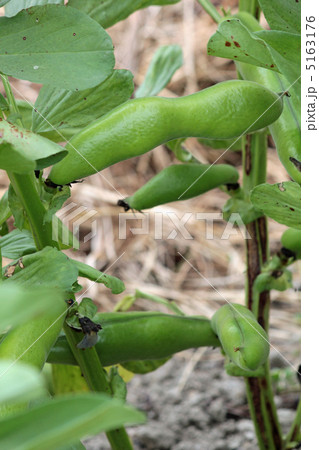 ソラマメ ソラマメ 5163176