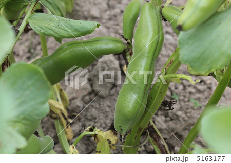 ソラマメ 5163177