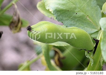 ソラマメ 5163180