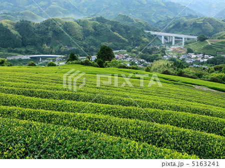 新緑の茶畑 5163241